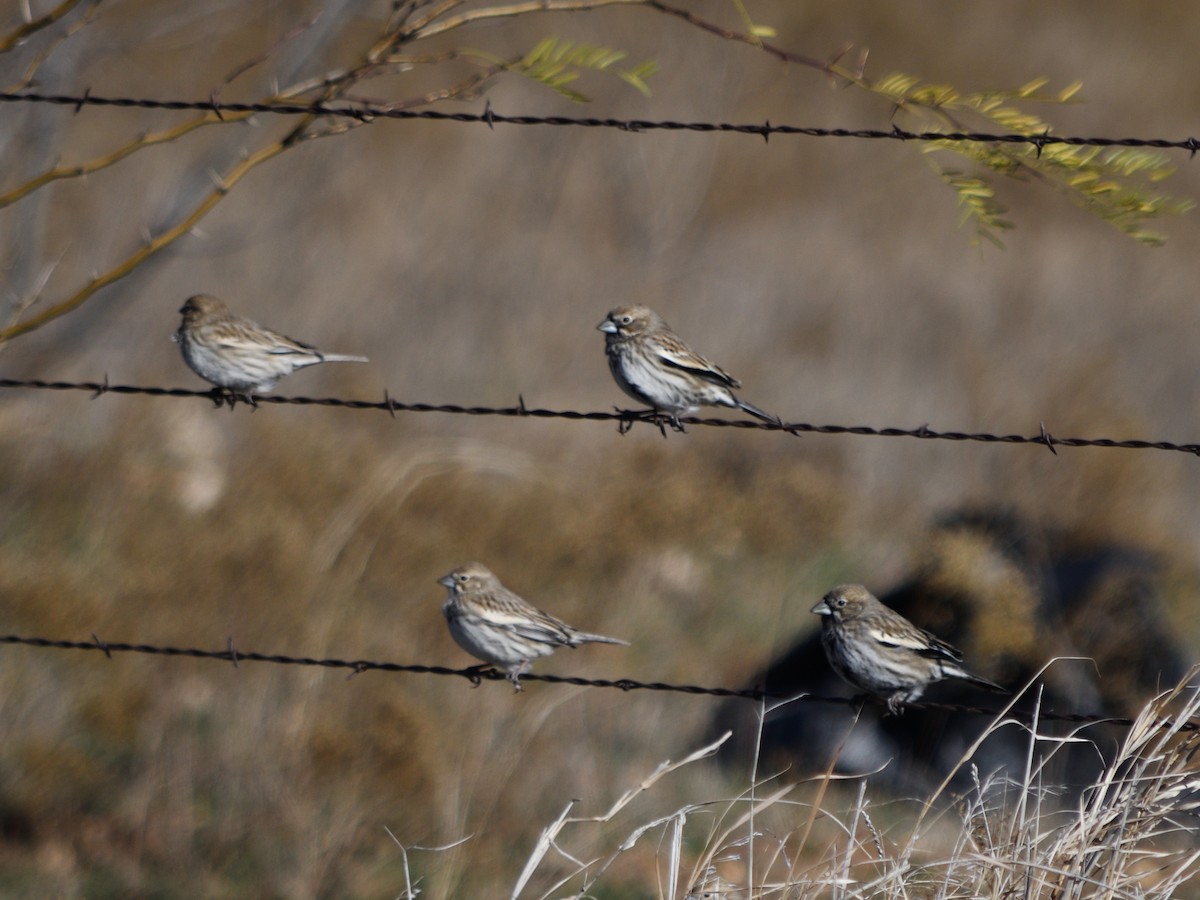 Lark Bunting - ML628693734