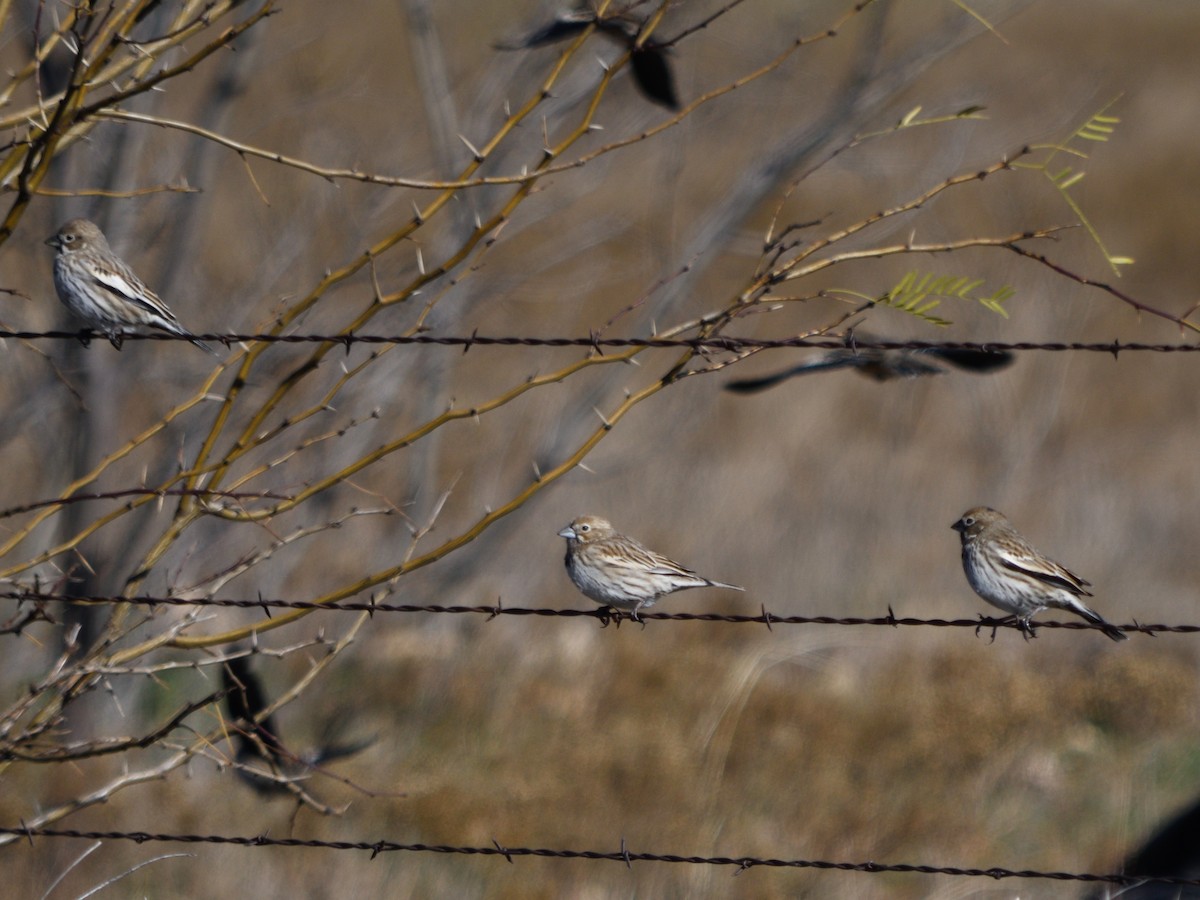 Lark Bunting - ML628693735