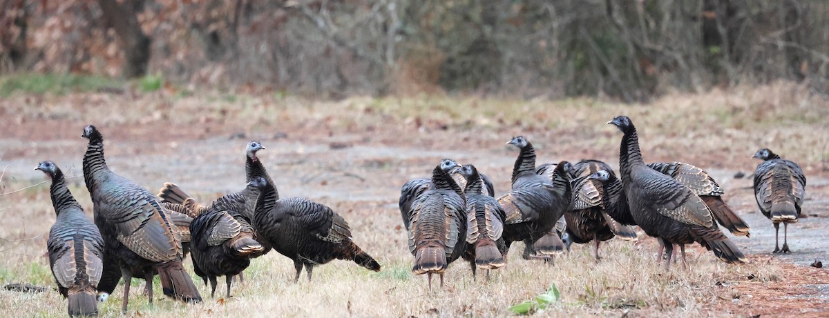 Wild Turkey - ML628693892