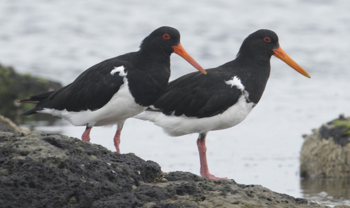 Pied Oystercatcher - ML628694043