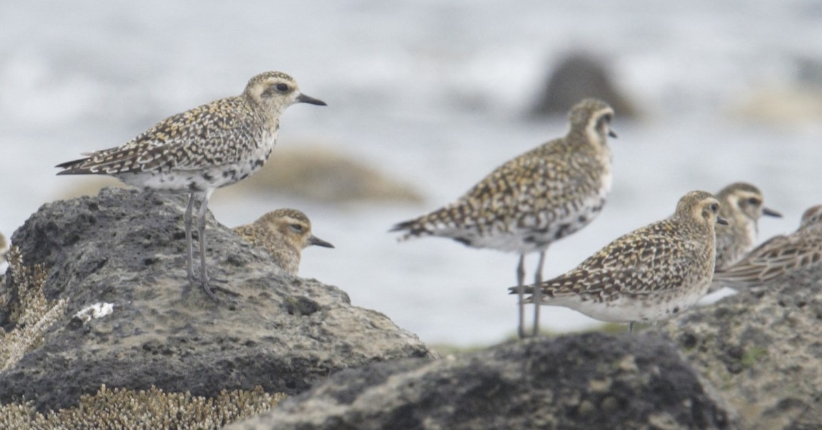 Pacific Golden-Plover - ML628694072