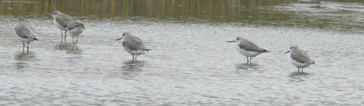 Common Greenshank - ML628694097