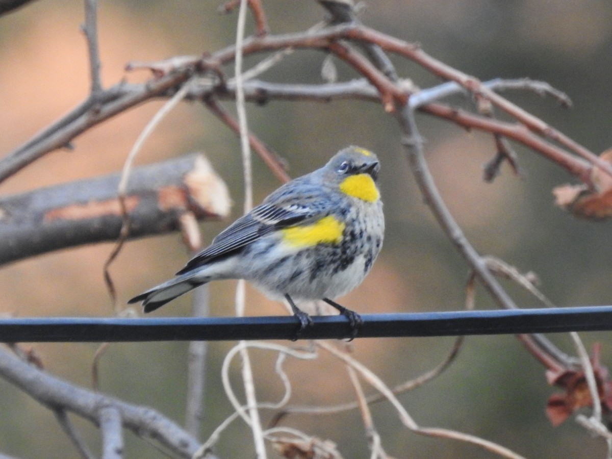 lesňáček žlutoskvrnný - ML628694131