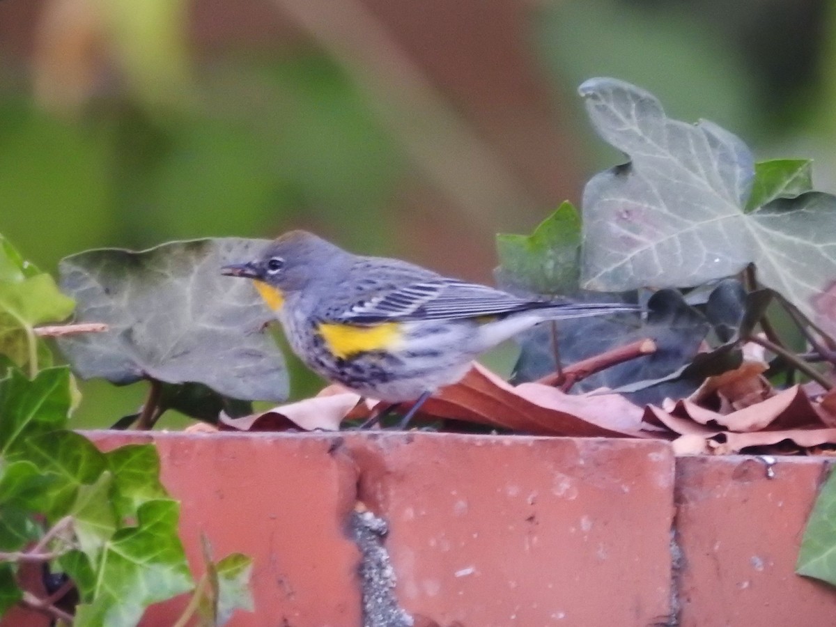 lesňáček žlutoskvrnný - ML628694132