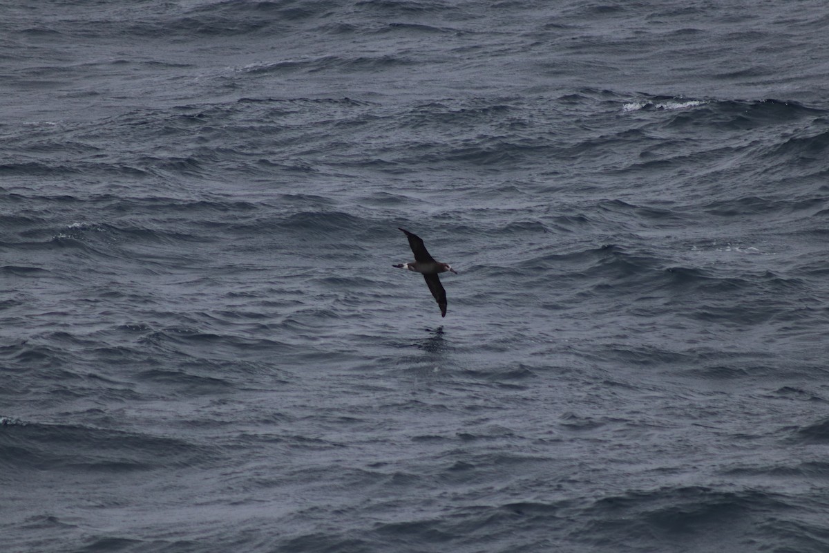 Black-footed Albatross - ML628694446