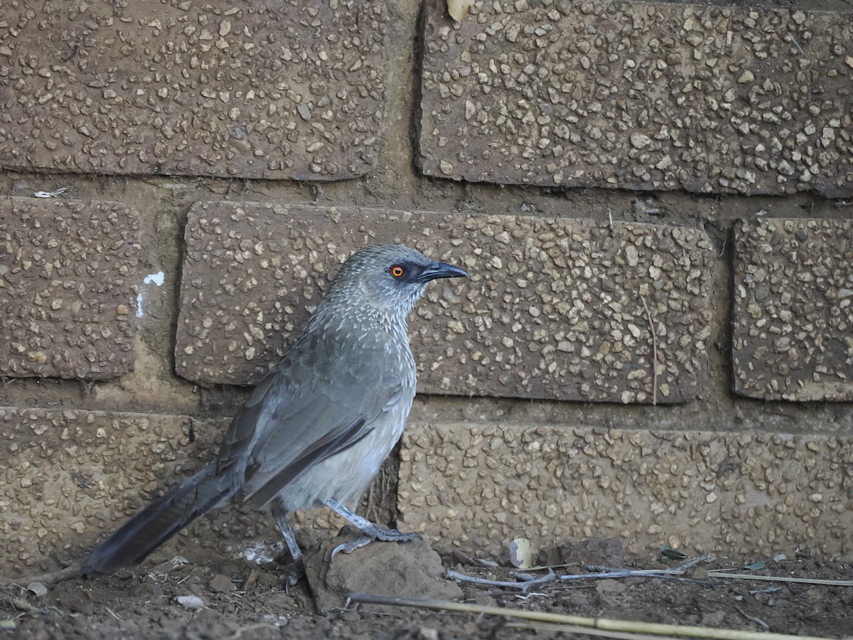 Arrow-marked Babbler - ML628694469