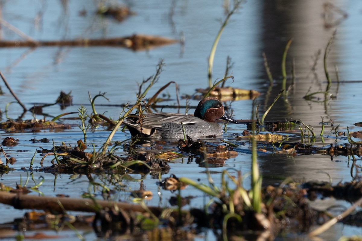 Green-winged Teal (Eurasian) - ML628694770