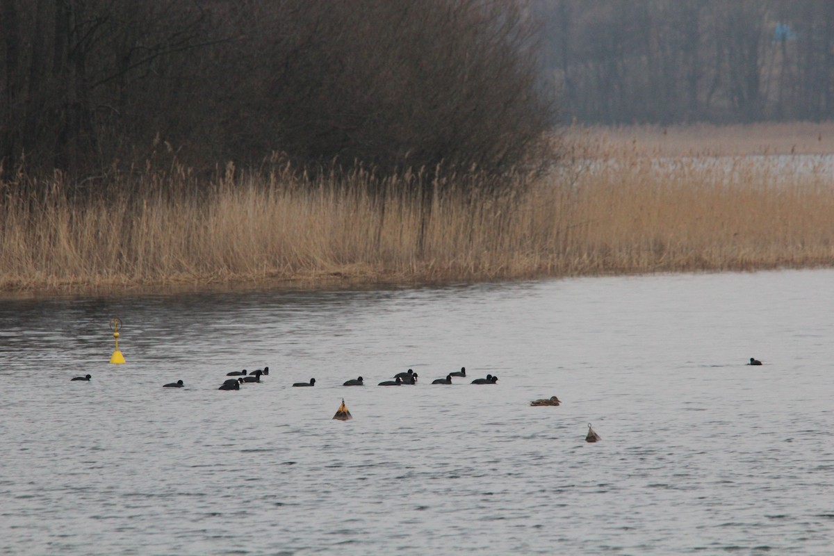 Халзан түнжүүр - ML628694920