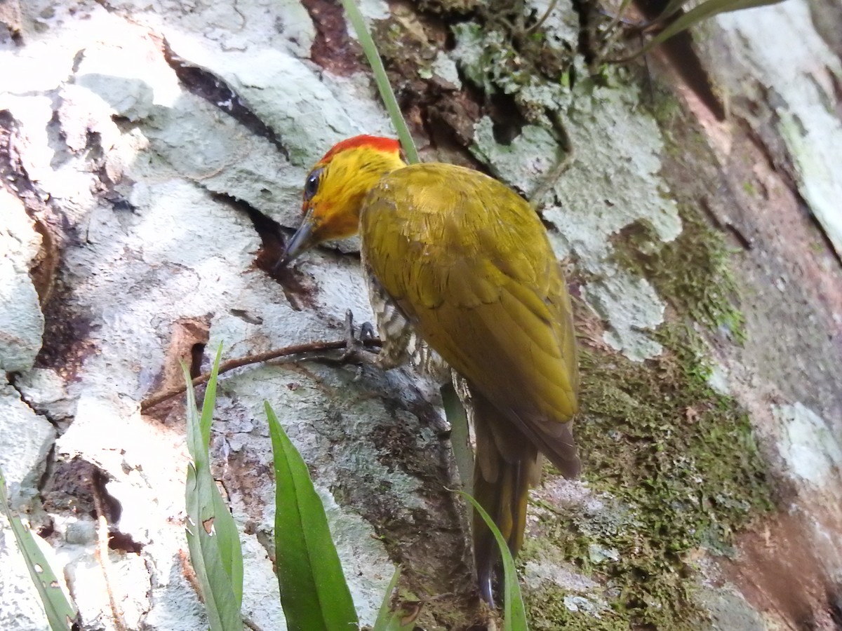 Yellow-throated Woodpecker - ML628695037