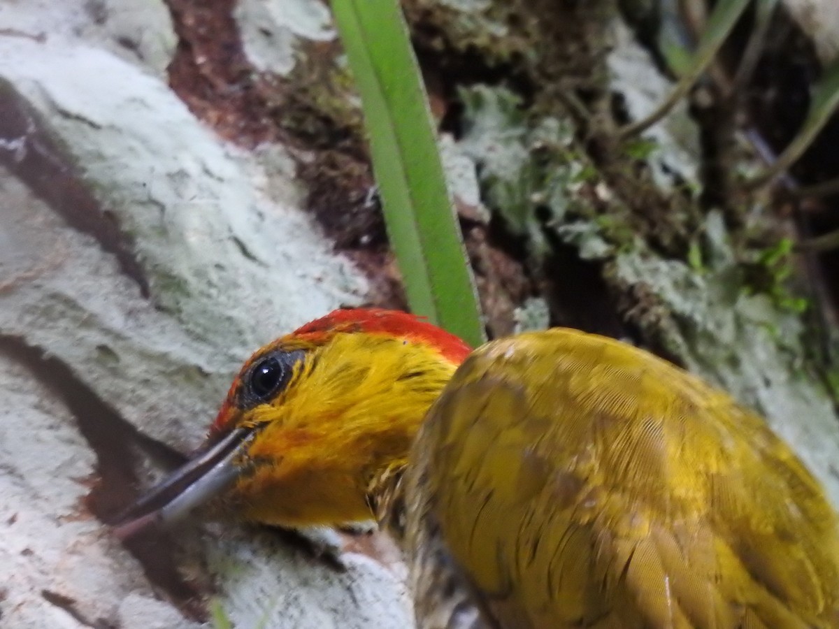 Yellow-throated Woodpecker - ML628695038