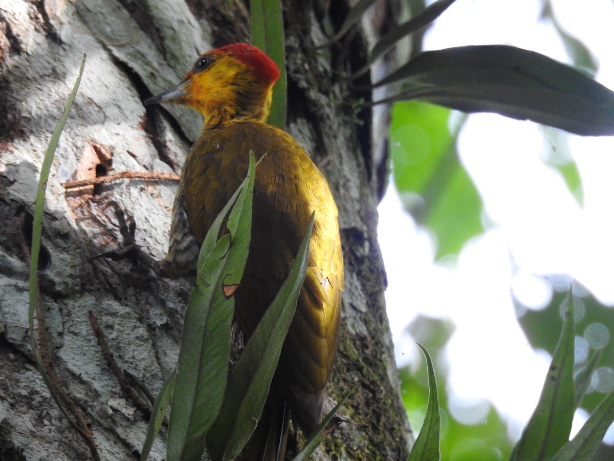 Yellow-throated Woodpecker - ML628695039