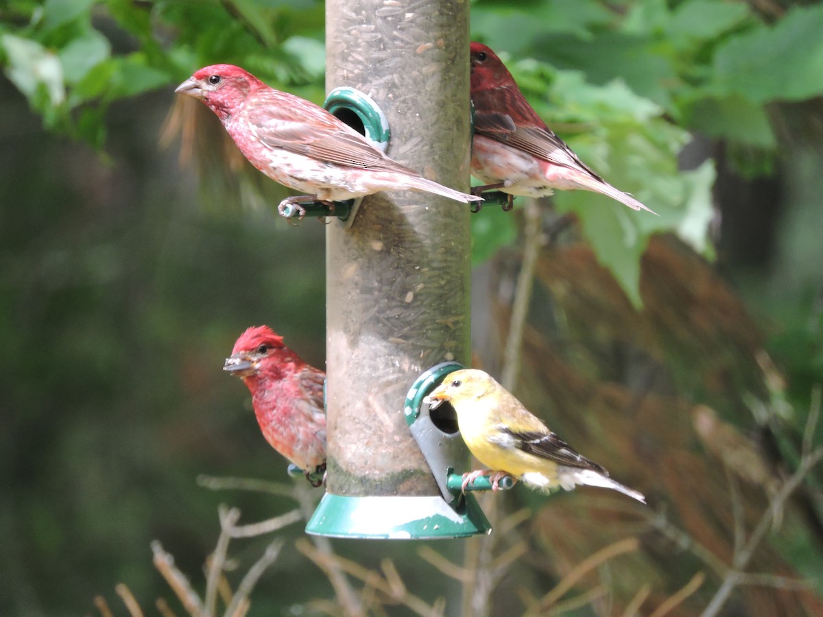 Purple Finch - Thomas Williams