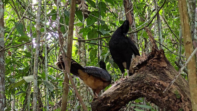 Blue-billed Curassow - ML628695453