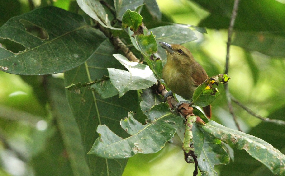 Кущівник рудий - ML628695806