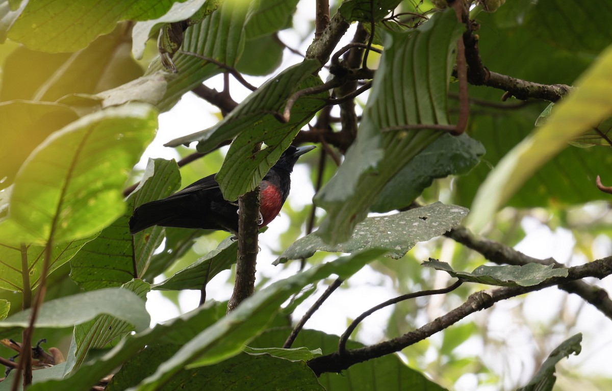 Black-and-crimson Oriole - ML628696010