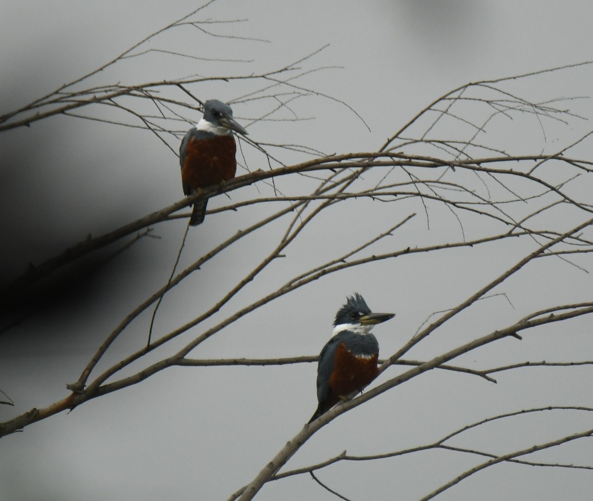 Ringed Kingfisher - ML628696030