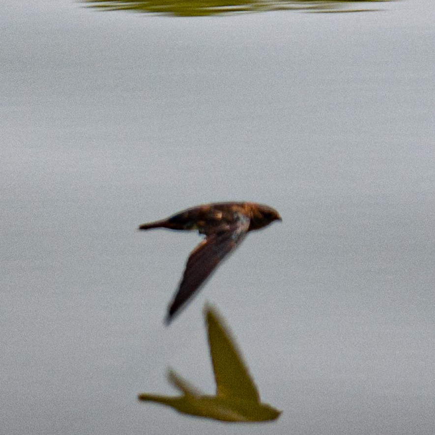 Cave Swiftlet - ML628696088