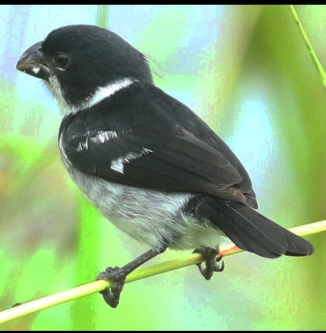 Wing-barred Seedeater (Caqueta) - ML628696131