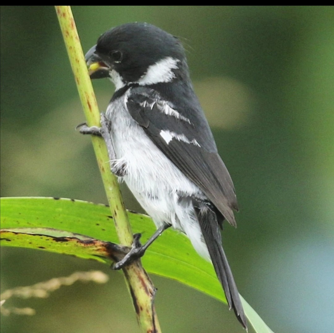 Wing-barred Seedeater (Caqueta) - ML628696132