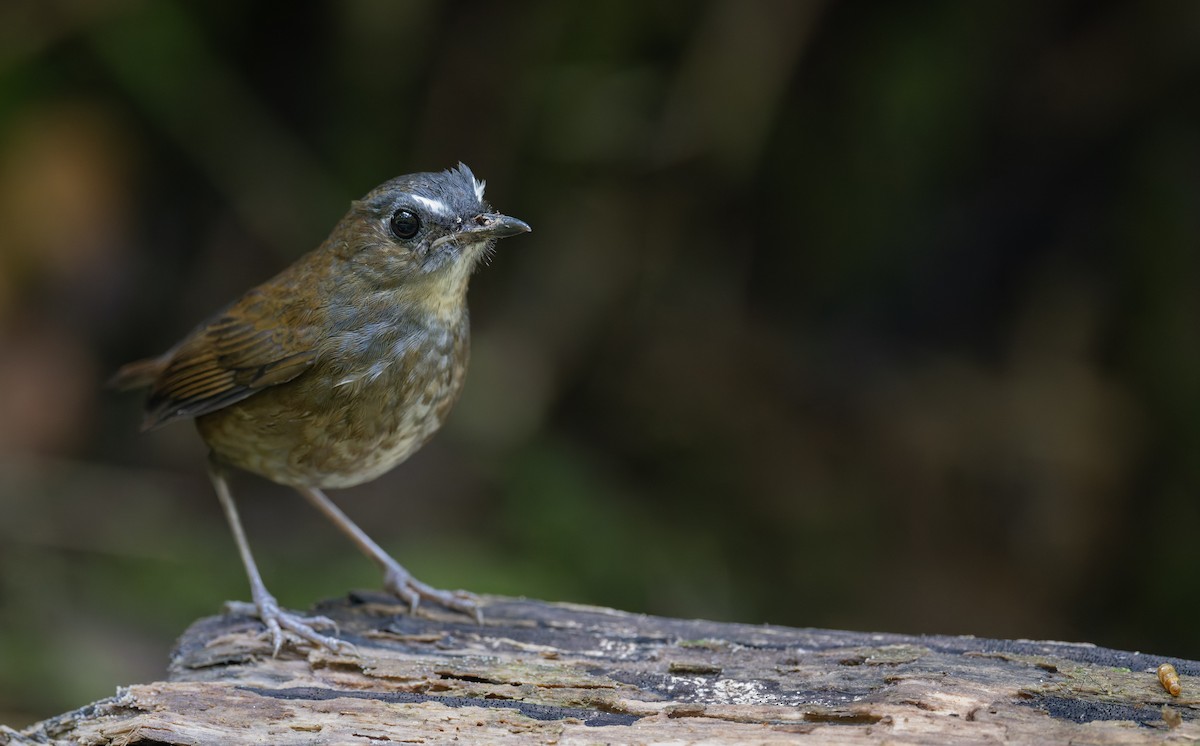 Lesser Shortwing - ML628696157