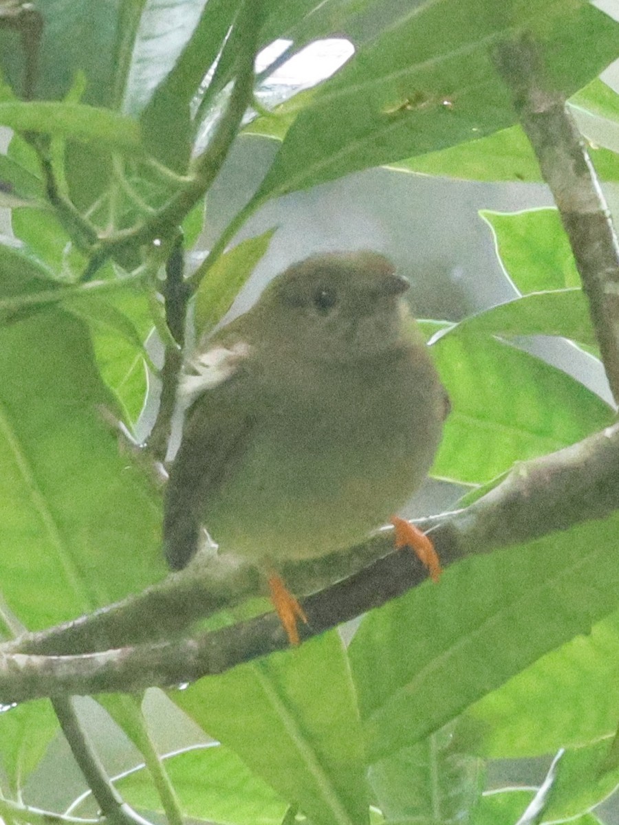 Long-tailed Manakin - ML628696310