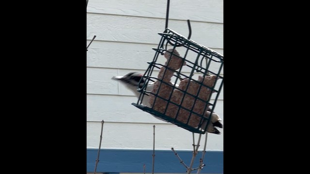 strakapoud americký (ssp. orius/icastus) - ML628696421