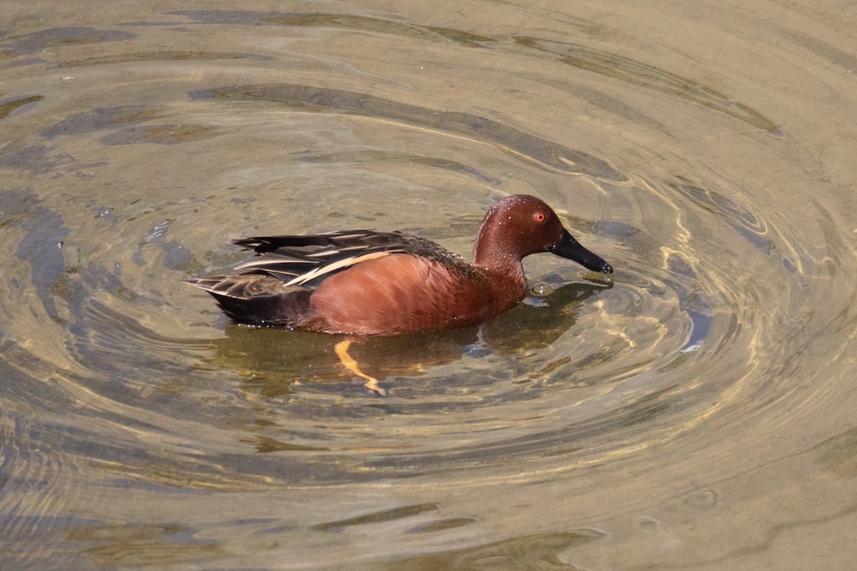Cinnamon Teal - ML628696464