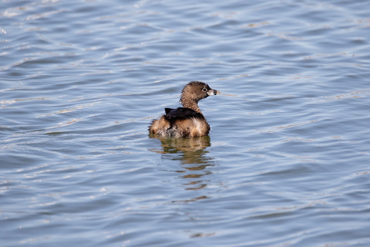 Pied-billed Grebe - ML628696482
