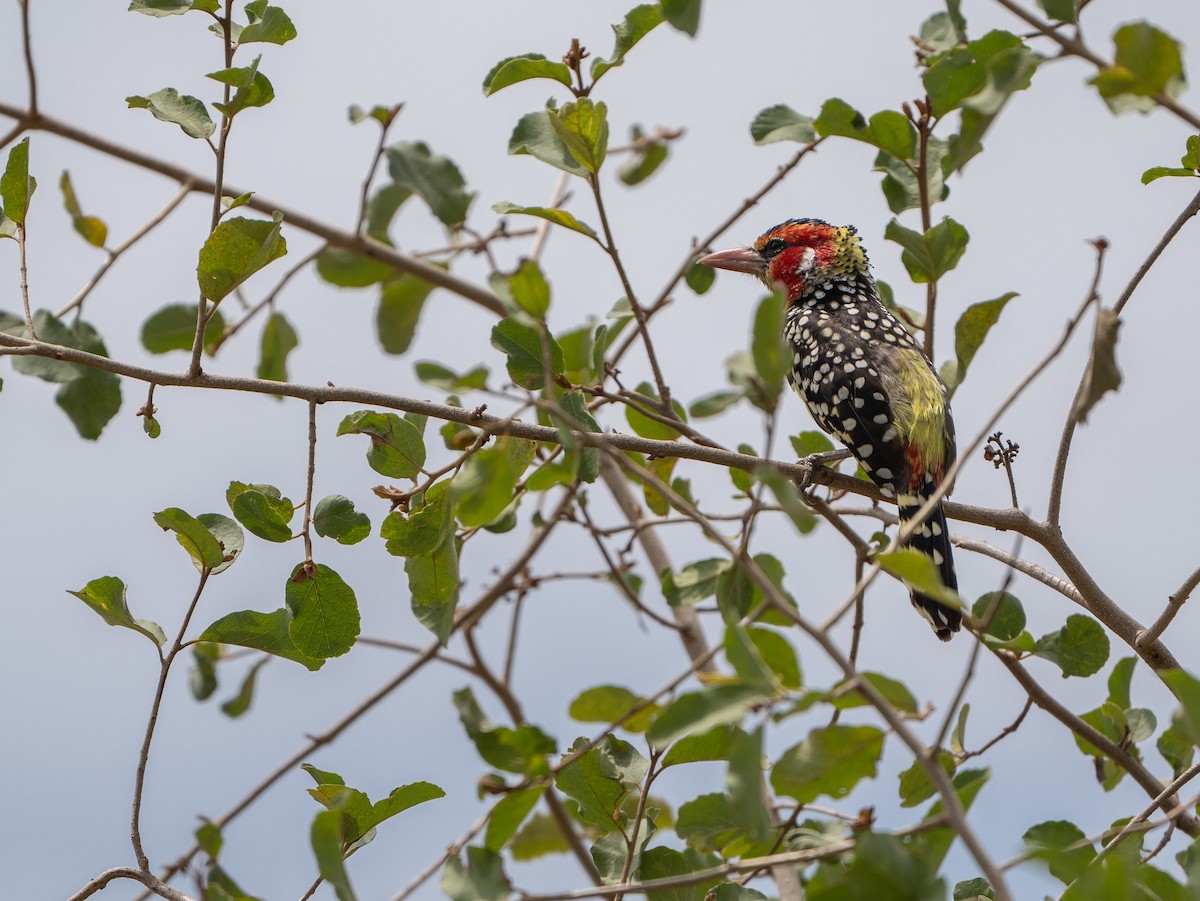 Red-and-yellow Barbet - ML628696548