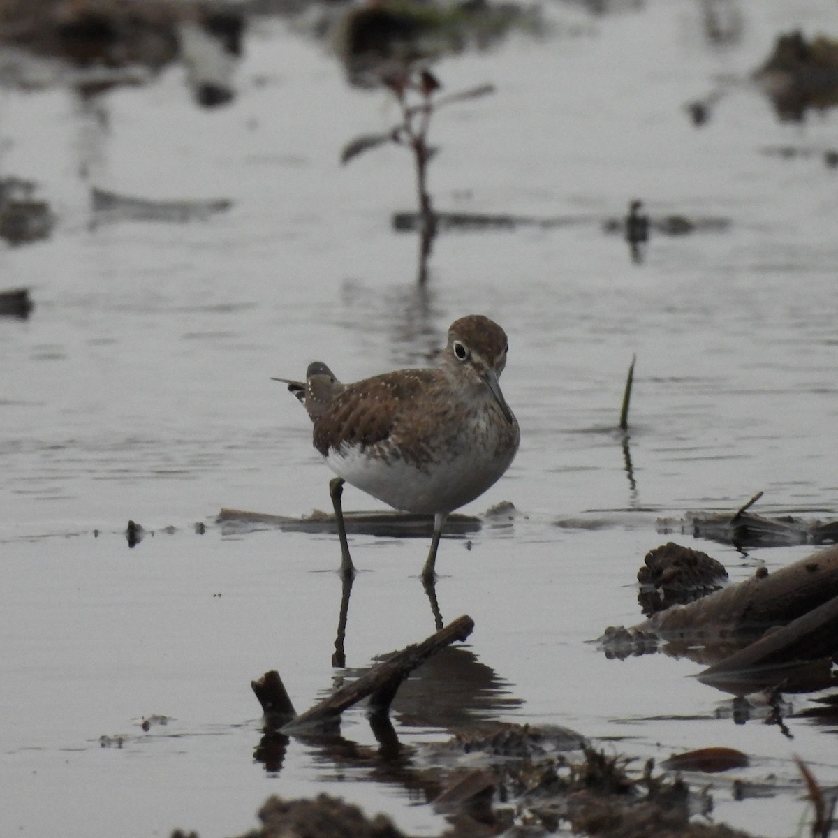 Solitary Sandpiper - ML628696553