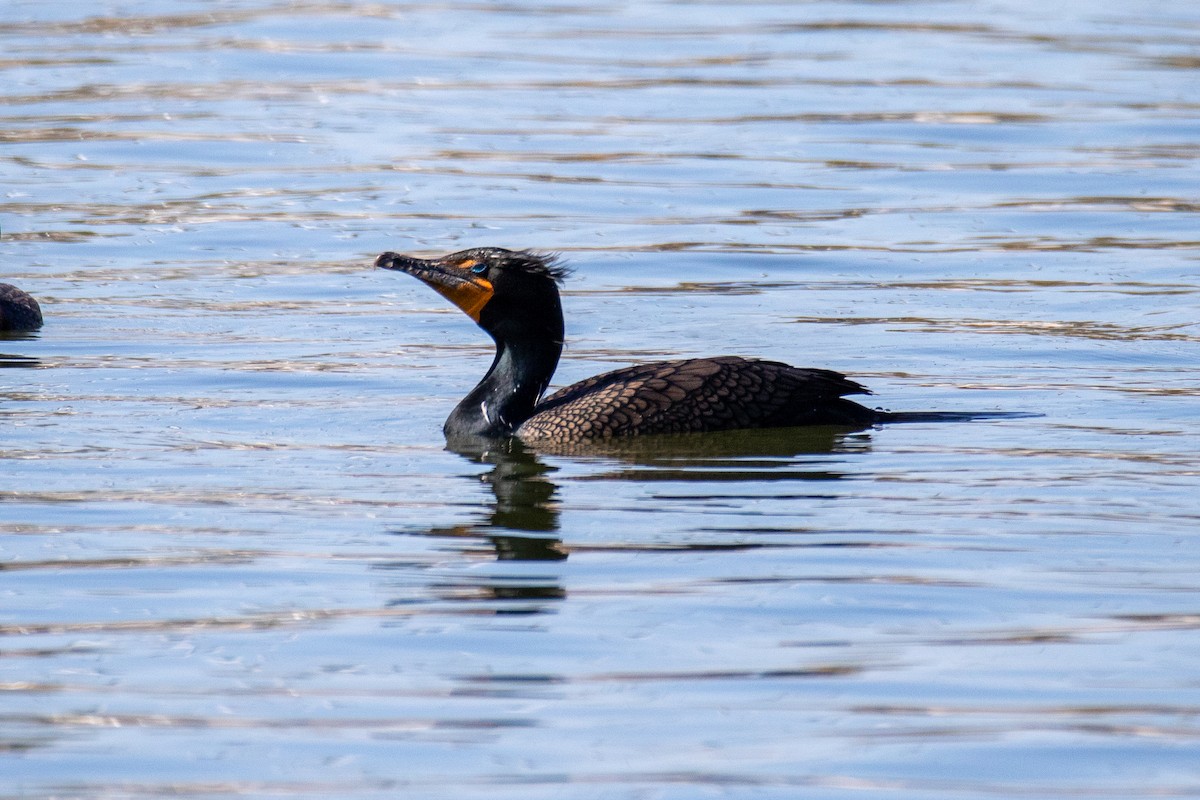 Double-crested Cormorant - ML628696630