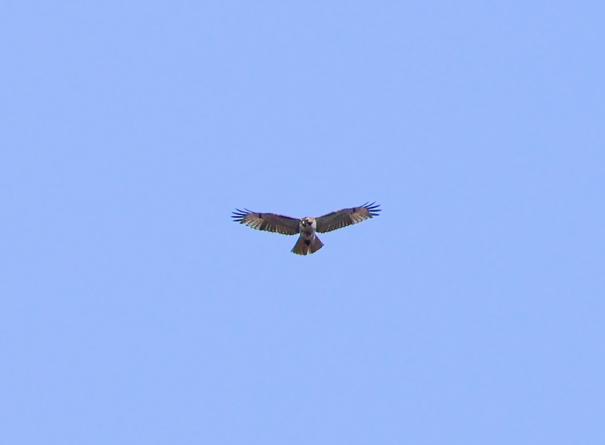 Red-tailed Hawk - ML628696631