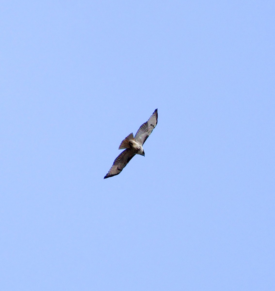 Red-tailed Hawk - ML628696632