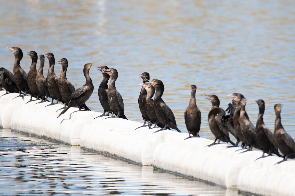 Neotropic Cormorant - ML628696640
