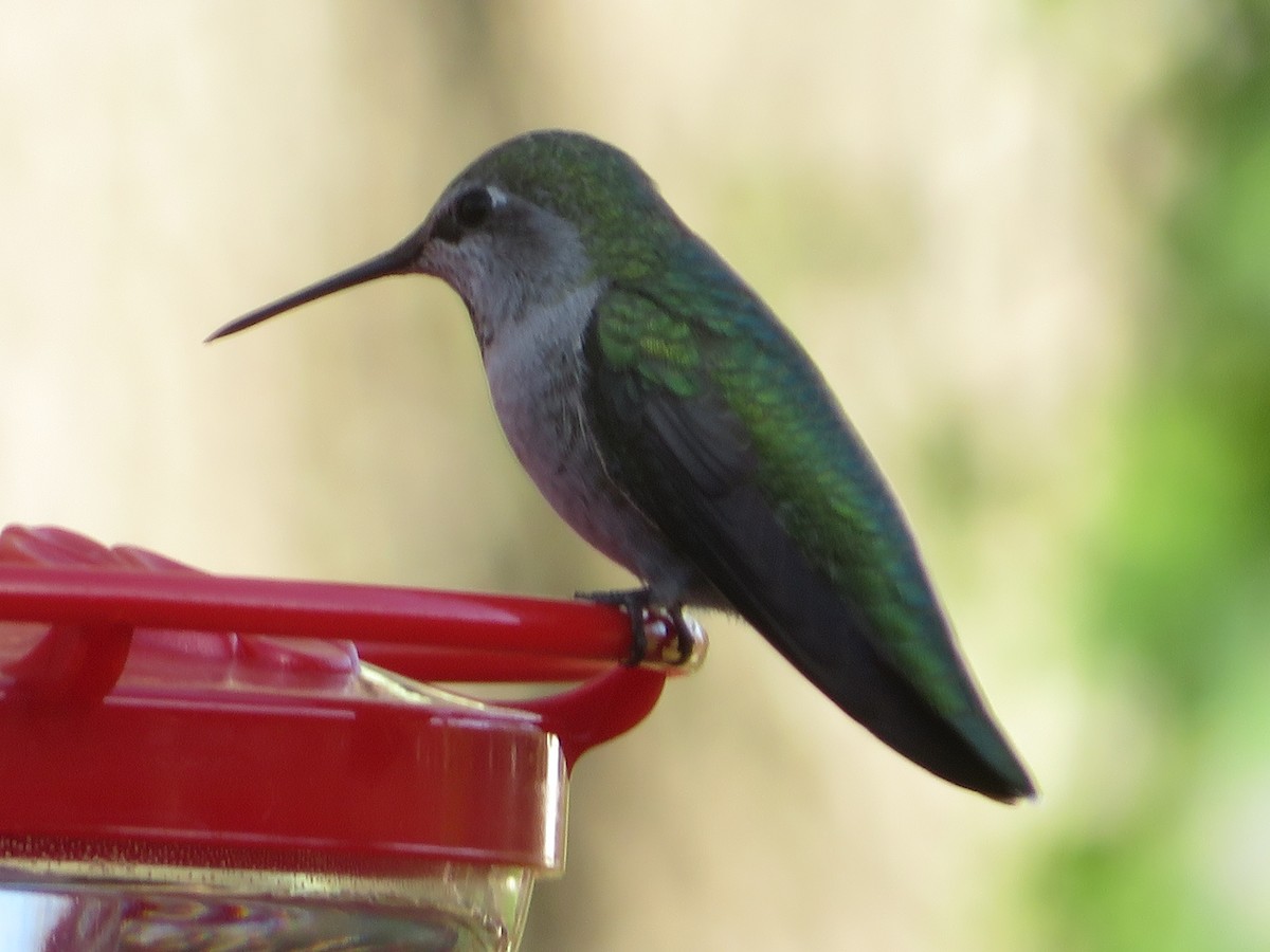 hummingbird sp. - ML628696654