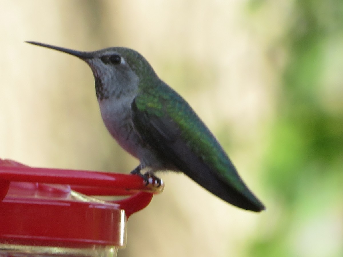 hummingbird sp. - ML628696655