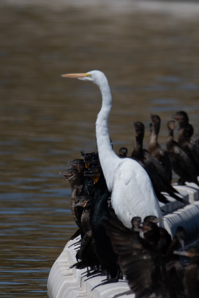 Great Egret - ML628696657