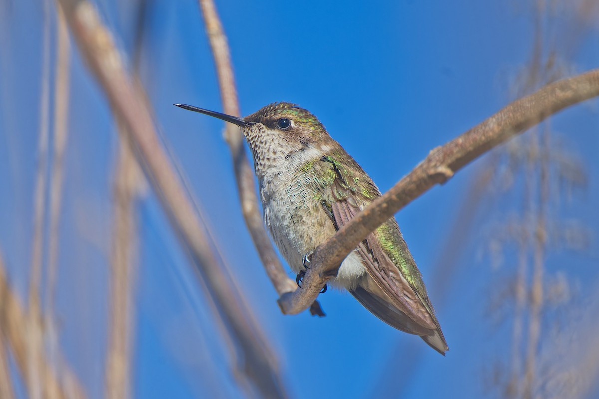 Ruby-throated Hummingbird - ML628696682