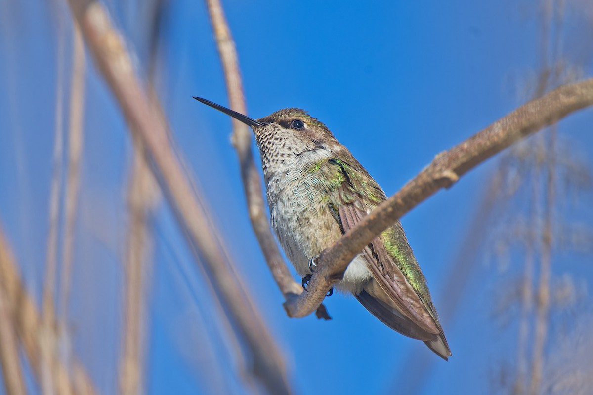 Ruby-throated Hummingbird - ML628696683