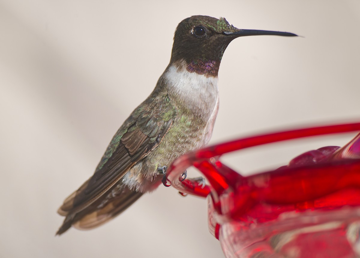 Black-chinned Hummingbird - ML628696711