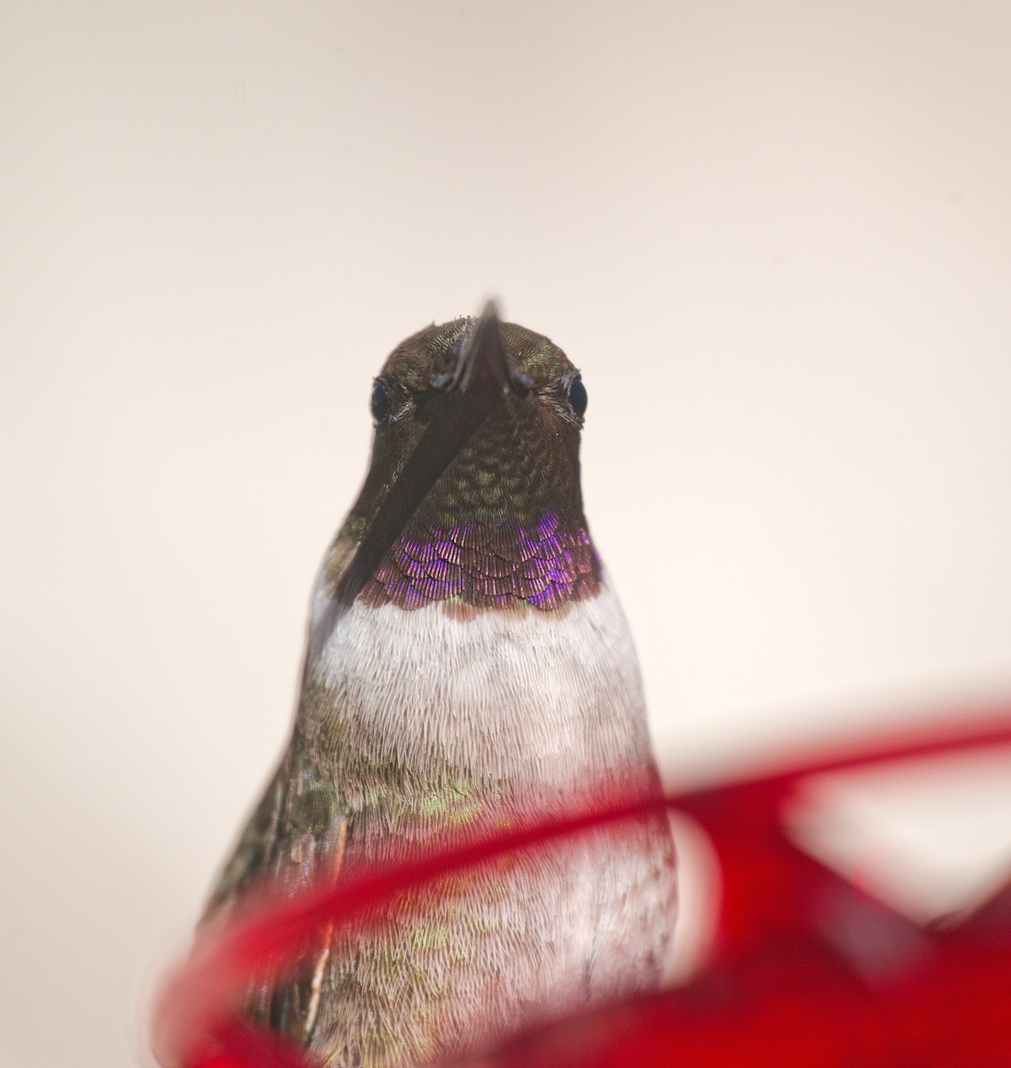 Black-chinned Hummingbird - ML628696712