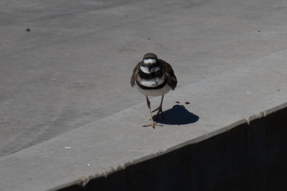 Killdeer - ML628696713