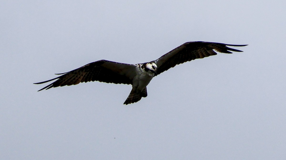 Osprey - ML628696726