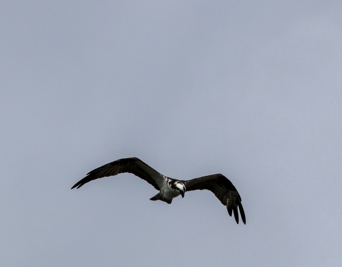 Osprey - ML628696727