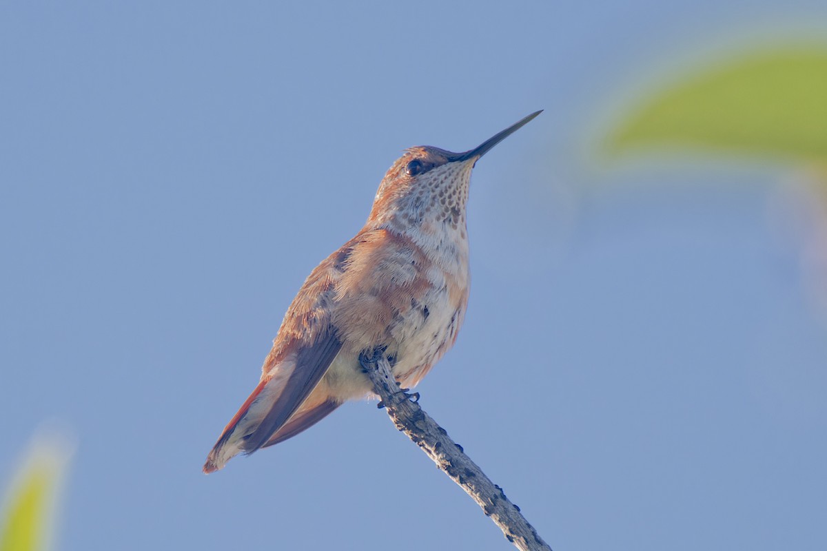 Rufous Hummingbird - ML628696728