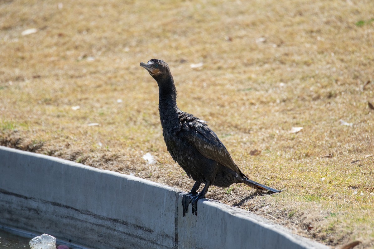 Neotropic Cormorant - ML628696734