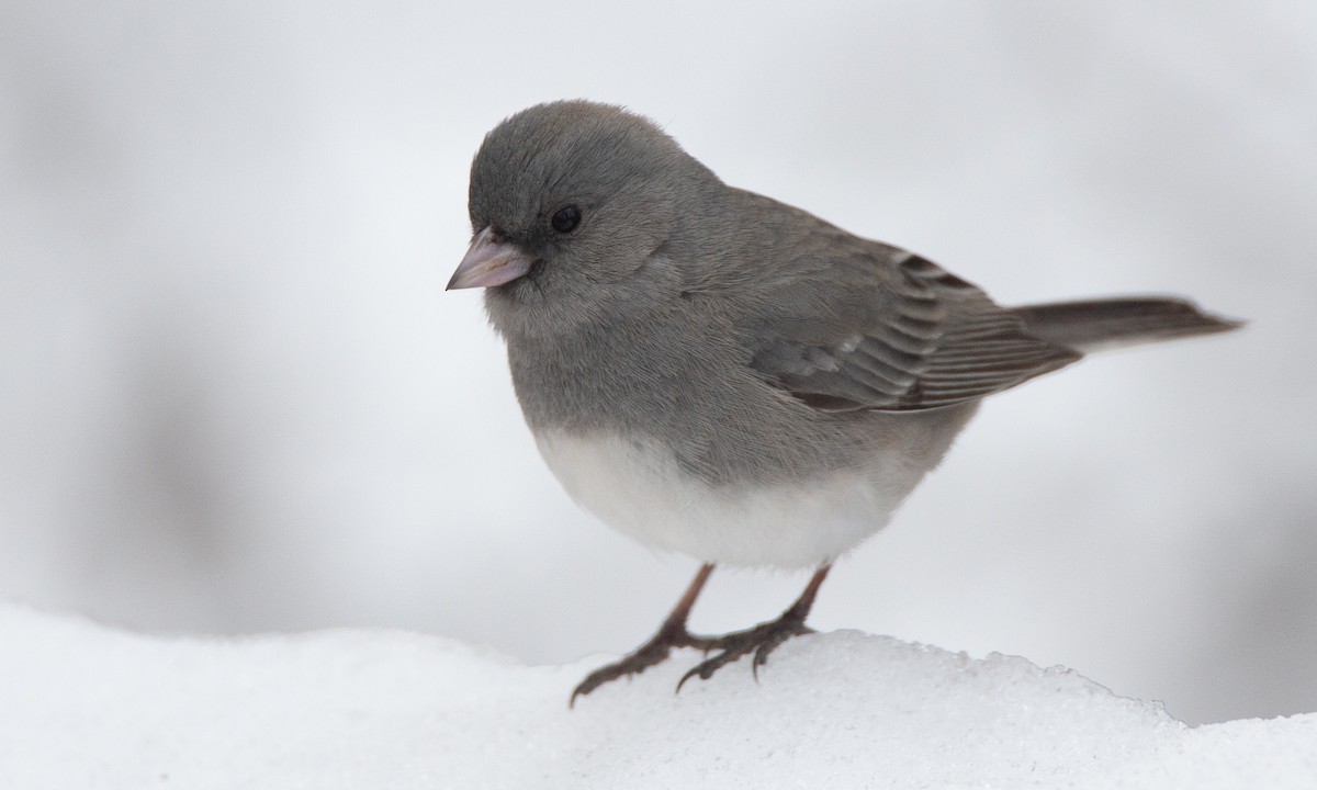 Dark-eyed Junco (White-winged) - ML628696736