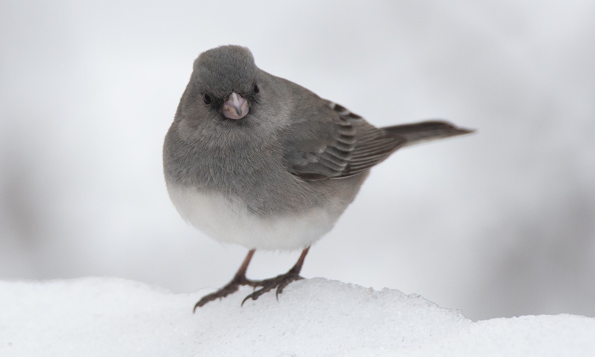 Dark-eyed Junco (White-winged) - ML628696738