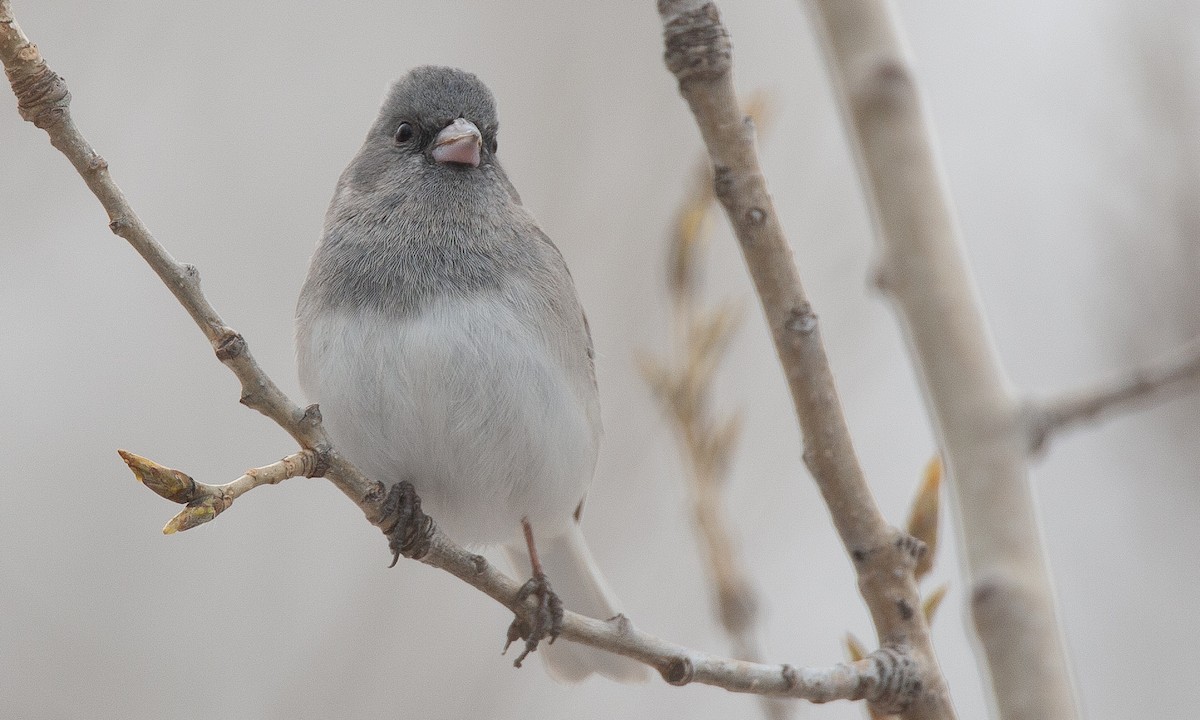 Dark-eyed Junco (White-winged) - ML628696739