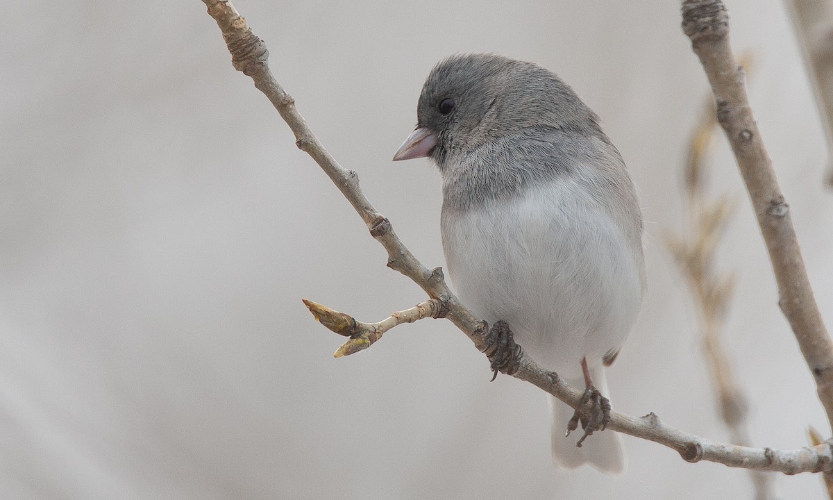 Dark-eyed Junco (White-winged) - ML628696740